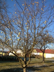 GRASELWIRTIN